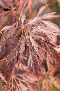 Érable du japon Acer palmatum 'Inabe-shidare' arbuste Acer palmatum 'Inabe-shidare' arbuste