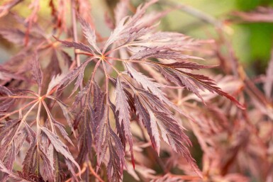 Érable du japon Acer palmatum 'Inabe-shidare' arbuste Acer palmatum 'Inabe-shidare' arbuste