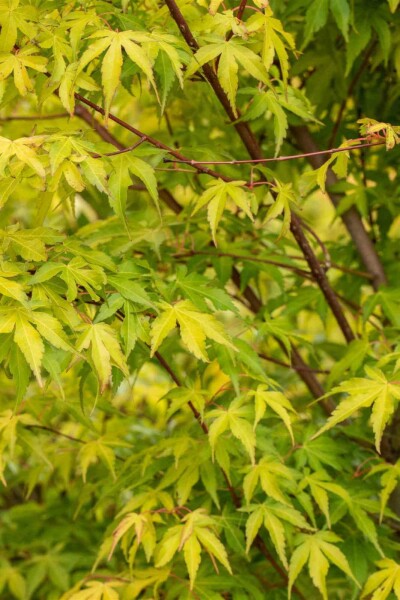 Acer palmatum 'Katsura' C5 55-60