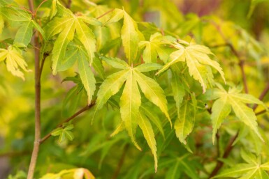 Acer palmatum 'Katsura'
