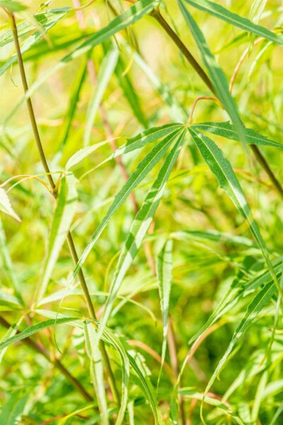 Érable du japon Acer palmatum 'Koto-no-ito' arbuste Acer palmatum 'Koto-no-ito' arbuste