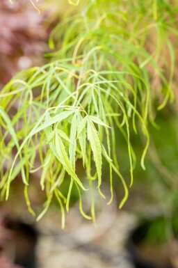 Érable du japon Acer palmatum 'Koto-no-ito' arbuste Acer palmatum 'Koto-no-ito' arbuste