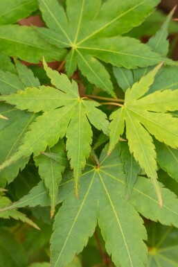 Acer palmatum 'Little Princess'