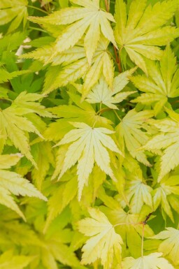 Acer palmatum 'Orange Dream'