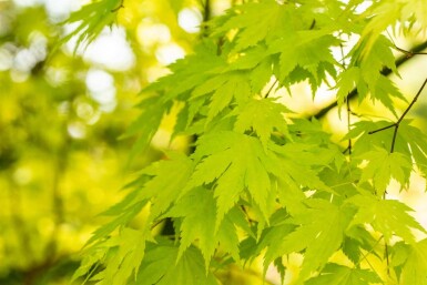 Acer palmatum 'Orange Dream'