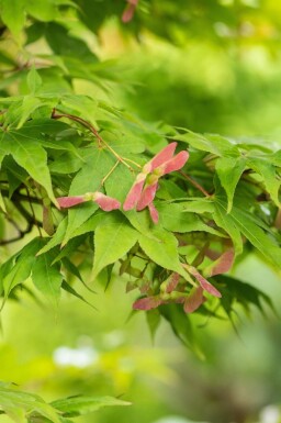 Érable du japon Acer palmatum 'Osakazuki' arbuste Acer palmatum 'Osakazuki' arbuste