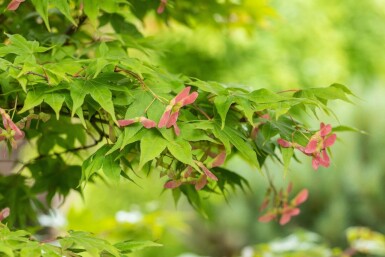 Érable du japon Acer palmatum 'Osakazuki' arbuste Acer palmatum 'Osakazuki' arbuste