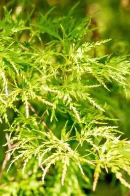 Érable du japon Acer palmatum 'Seiryu' arbuste Acer palmatum 'Seiryu' arbuste