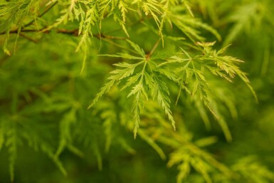 Érable du japon Acer palmatum 'Seiryu' arbuste Acer palmatum 'Seiryu' arbuste