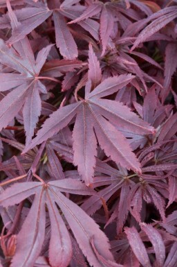 Érable du japon Acer palmatum 'Shaina' arbuste Acer palmatum 'Shaina' arbuste