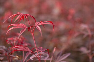 Érable du japon Acer palmatum 'Shaina' arbuste Acer palmatum 'Shaina' arbuste