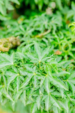 Érable du japon Acer palmatum 'Shishigashira' arbuste Acer palmatum 'Shishigashira' arbuste