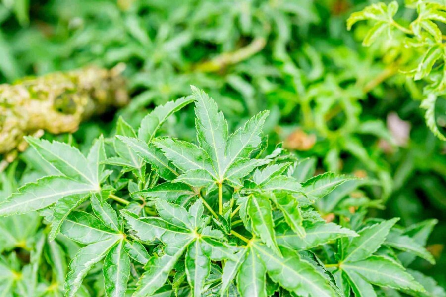 Érable du japon Acer palmatum 'Shishigashira' arbuste Acer palmatum 'Shishigashira' arbuste