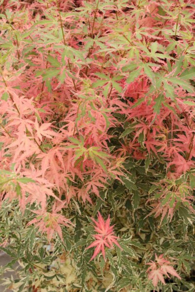 Érable du japon Acer palmatum 'Taylor' arbuste Acer palmatum 'Taylor' arbuste