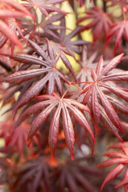 Érable du japon Acer palmatum 'Trompenburg' arbuste Acer palmatum 'Trompenburg' arbuste