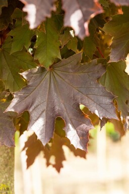 Érable plane Acer platanoides 'Crimson Sentry' arbuste Acer platanoides 'Crimson Sentry' arbuste