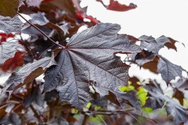 Érable plane Acer platanoides 'Crimson Sentry' arbuste Acer platanoides 'Crimson Sentry' arbuste