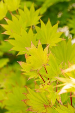 Érable doré Acer shirasawanum 'Aureum' arbuste Acer shirasawanum 'Aureum'