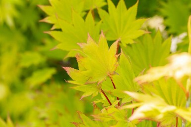 Érable doré Acer shirasawanum 'Aureum' arbuste Acer shirasawanum 'Aureum'