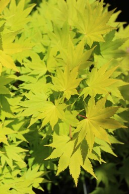 Érable du japon Acer shirasawanum 'Jordan' arbuste Acer shirasawanum 'Jordan' arbuste
