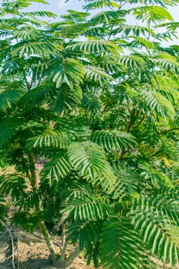 Albizia julibrissin