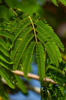 Albizia julibrissin 'Ombrella'