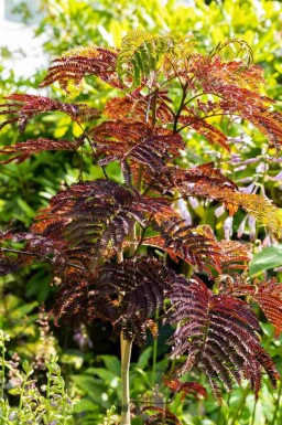 Arbre à soie Albizia julibrissin 'Summer Chocolate' arbuste Albizia julibrissin 'Summer Chocolate' arbuste