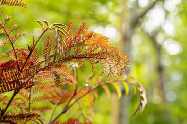 Arbre à soie Albizia julibrissin 'Summer Chocolate' arbuste Albizia julibrissin 'Summer Chocolate' arbuste