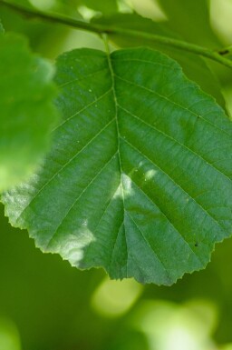 Aune Alnus glutinosa arbuste Alnus glutinosa