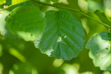 Aune Alnus glutinosa arbuste Alnus glutinosa