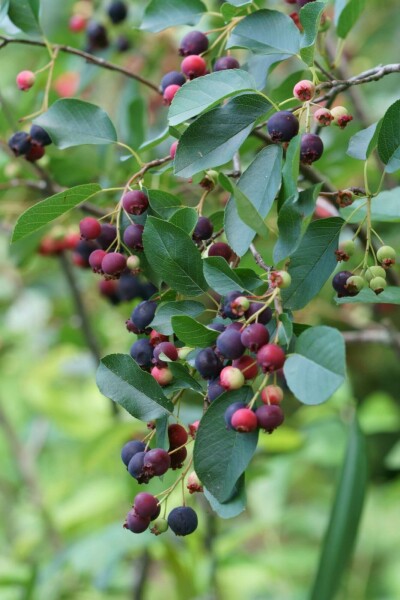 Amélanchier du canada Amelanchier canadensis arbuste Amelanchier canadensis arbuste