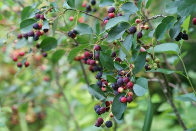 Amélanchier du canada Amelanchier canadensis arbuste Amelanchier canadensis arbuste