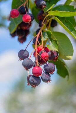 Amélanchier Amelanchier laevis 'Ballerina' arbuste Amelanchier laevis 'Ballerina' arbuste