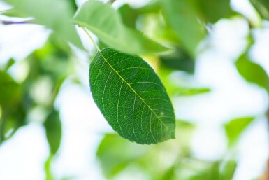 Amélanchier Amelanchier laevis 'Ballerina' arbuste Amelanchier laevis 'Ballerina' arbuste