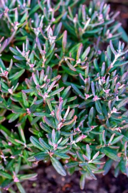 Andromède Andromeda polifolia 'Blue Ice' arbuste Andromeda polifolia 'Blue Ice'