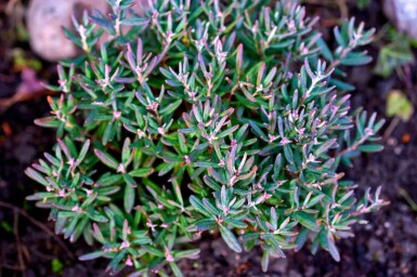 Andromède Andromeda polifolia 'Blue Ice' arbuste Andromeda polifolia 'Blue Ice'