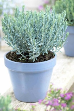 Andromeda polifolia 'Blue Lagoon'