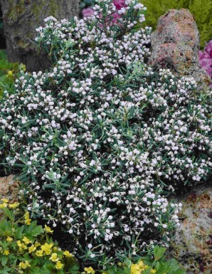Andromède à feuilles de polium Andromeda polifolia 'Compacta' arbuste Andromeda polifolia 'Compacta'