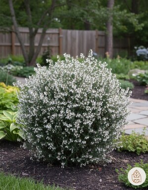 Andromeda polifolia 'Compacta' arbuste