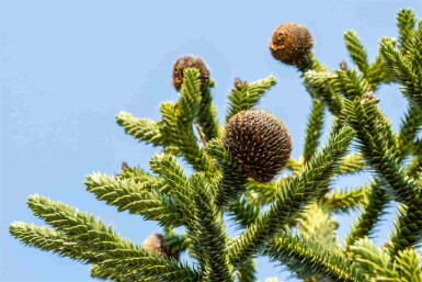 Araucaria araucana