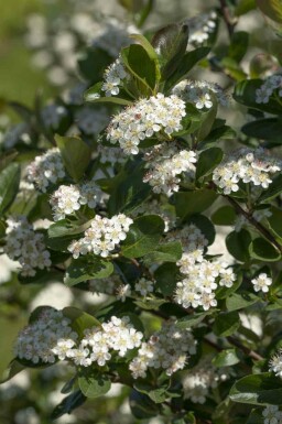 Aronia prunifolia 'Viking'
