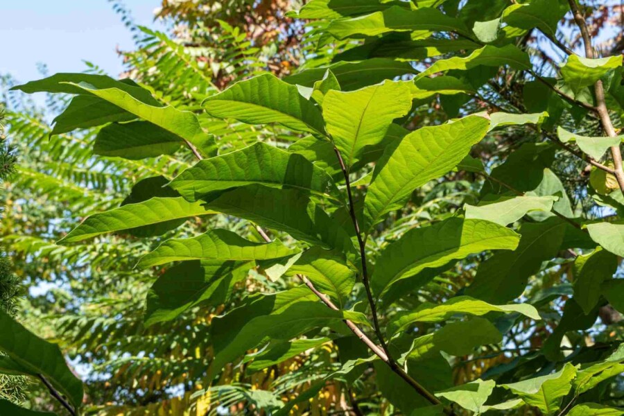 Asiminier trilobé Asimina triloba arbuste Asimina triloba arbuste