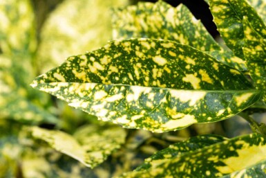 Aucuba japonica 'Crotonifolia'
