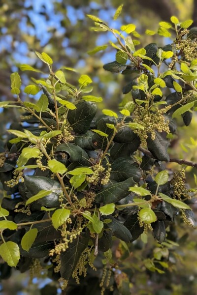 Azara buissonnant Azara microphylla arbuste Azara microphylla arbuste