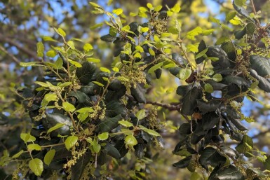 Azara microphylla