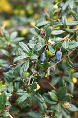 Berbéris Berberis candidula arbuste Berberis candidula arbuste