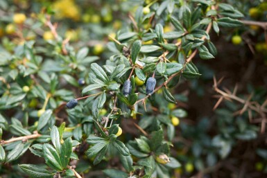 Berbéris Berberis candidula arbuste Berberis candidula arbuste