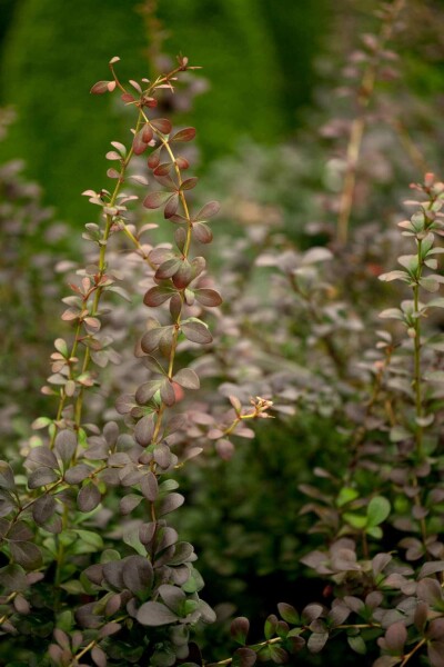 Berberis thunbergii arbuste 40-60 cm racines nues