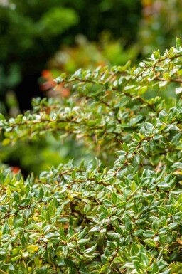 Buisson épineux Berberis verruculosa arbuste Berberis verruculosa
