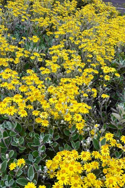 Séneçon Brachyglottis 'Sunshine' arbuste Brachyglottis 'Sunshine' arbuste